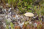 Boletus mushroom among the moss and lichen