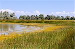 Salt marsh covered with water plants (I). Kinburn Spit near the town Ochakiv, Ukraine