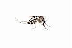 insect mosquito bug isolated on white background