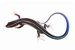 blue tail skink lizard isolated on white background