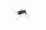 mosquito macro shot  isolated on white