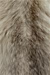 Close up of an animal colored fur texture