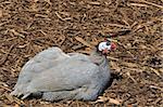 A young turkey resting at a local park