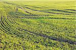 Agricultural field with rows of growing plants