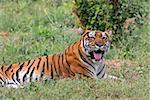 A Royal Bengal Tiger resting