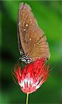 summer butterfly on flower
