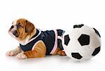 english bulldog puppy female wearing sports jersey playing with soccer ball