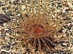 Tube Dwelling Anemone (Pachycerianthus fimbriatus) found in the bottom of the Pacific Ocean in southern British Columbia, Canada.