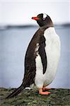 Penguin standing on the rock