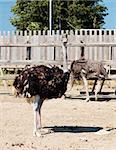 Ostriches