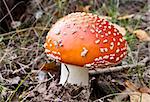 Young fly agaric fruit body in forest on ground