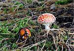 Fly agaric poisonous mushroom, two red fungus, amanita muscaria