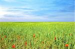 field of grass with poppies and perfect blue sky