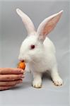 Young white rabbit with long ears, eats carrots in a female hand