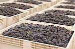 Lush Harvested Red Wine Grapes in Crates.