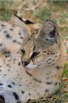 Serval Portrait, Athens Zoo, Greece