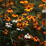 Close up of beautiful flowers