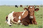 Cow on green meadow looking at camera