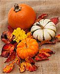 Three ornamental pumpkins surrounded by colorful real leaves and flower on burlap sacking.