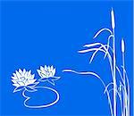 water lily and reed on  blue background. vector