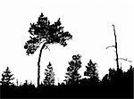 silhouette of the  pine in wood