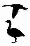 vector silhouette goose on white background