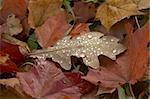 Autumn yellow Oak leaf with water drops with maple leaves surrounding as background.