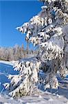 Christmas tree in snowflakes. Her  branches covered with fluffy snow