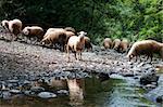 Number of sheeps at watering near the river