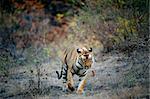 A huge male Tiger walks straight head on in Bandhavgarh National Park, India.