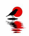 silhouette of the bird on stone amongst water