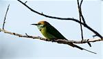 Green Bee eater, Merops orientalis, at Fort Bandhavgarh, Madya Pradesh, India.