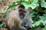 The Vervet Monkey kid hides in green leaves and is careful with curiosity looks out from under them..
