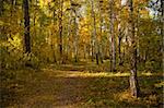 The path in the autumn forest with pines and birches. The natural background for any purpose
