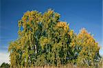 The beautiful birch with yellowed leaves. The natural background for any purpose
