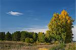 Autumn landscape with trees and yellowed grass. The natural background for any purpose