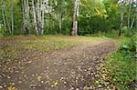 The path in the autumn forest with birches. The natural background for any purpose