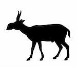 vector silhouette saiga on white background