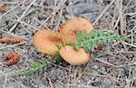 mushrooms on needles in forest