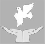 vector  illustration of the dove in hand