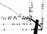 vector silhouette swallow on wire