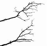 vector silhouette of the branch tree on white background