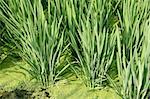 Rice field green meadow in Spain plant detail