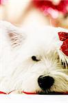 White puppy with red bow.