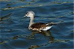 Detail of the puppy of mandarin duck