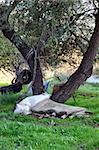 Immigrant camp. Mattress and drying laundry under a tree.