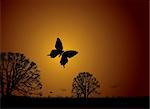 Sunset nature scene with butterfly and silhouette trees