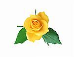 beautiful yellow rose isolated on white background