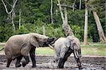 Attack of an elephant. The African Forest Elephant (Loxodonta cyclotis) is a forest dwelling elephant of the Congo Basin.