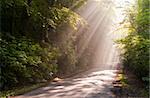 Sunbeams filters through forest leaves